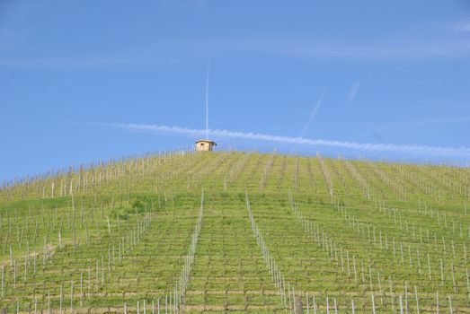 View of the Langhe vineyards, Piedmont - Italy