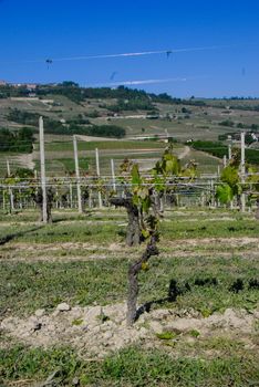 Detail of the vine in a Langhe vineyard