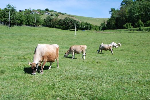 Cows grazing free in a field, Piedmont - Italy