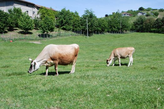 Cows grazing free in a field, Piedmont - Italy