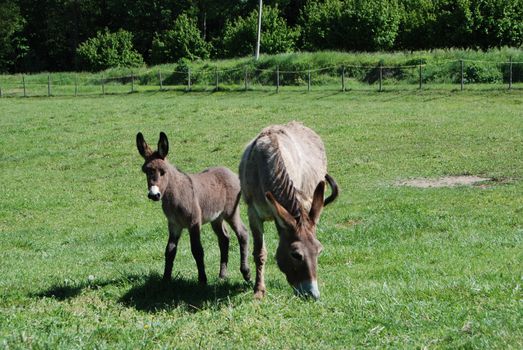 Free donkeys grazing in a meadow