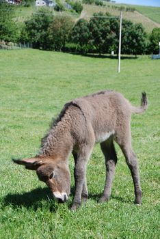 Free little donkey grazing in a meadow