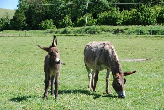 Free donkeys grazing in a meadow