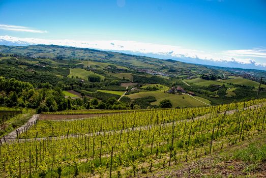 View of Langhe hills with vineyards and the Alps mountains in the background, Piedmont - Italy