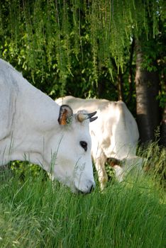 Herd grazing free near Montezemolo, Piedmont - Italy
