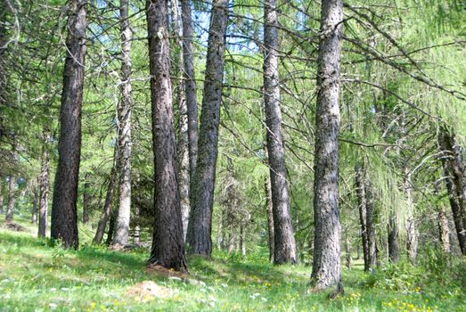 Pine forest near Pracatinat Piedmont - Italy