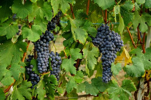 Vineyards in Barolo, Piedmont - Italy