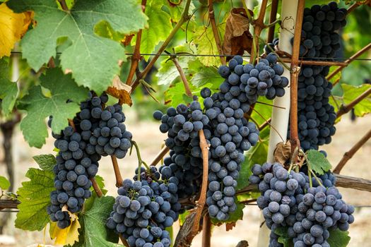 Vineyards in Barolo, Piedmont - Italy