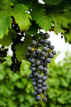 Vineyards in Barolo, Piedmont - Italy