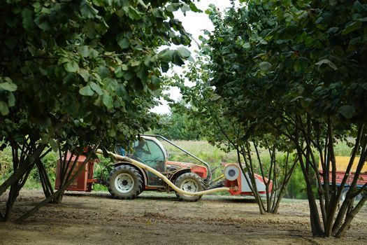 Collection of hazelnuts in Cortemilia, Piedmont - Italy