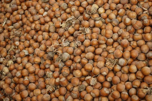 Hazelnuts just picked up in Cortemilia, Piedmont - Italy