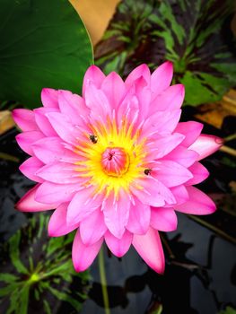 Closeup pink lotus on blurry background