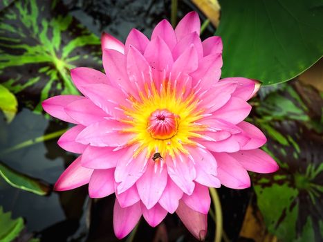 Closeup pink lotus on blurry background