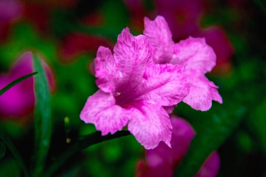 Closeup purple flower on blurry background