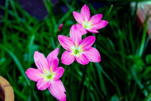 Closeup purple flower on blurry background