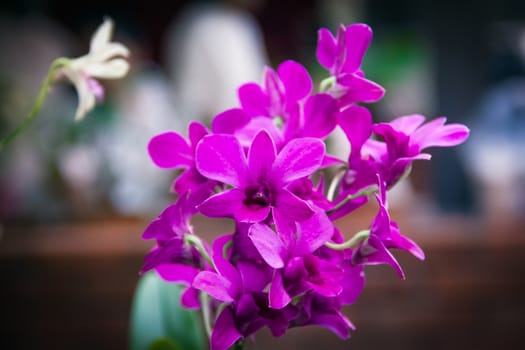 Closeup purple orchid on blurry background