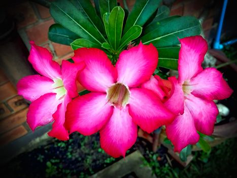 Closeup pink azalea flowers on dark background