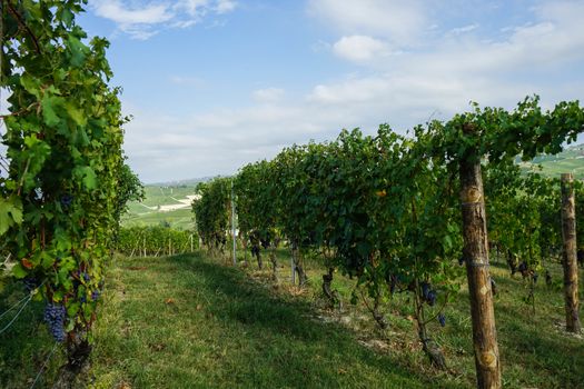 Vineyard on the hills of Barolo, Piedmont - Italy