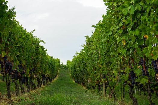 Vineyard on the hills of Barolo, Piedmont - Italy