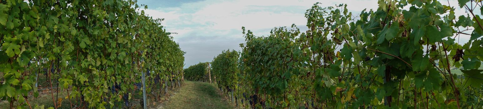 Vineyard on the hills of Barolo, Piedmont - Italy