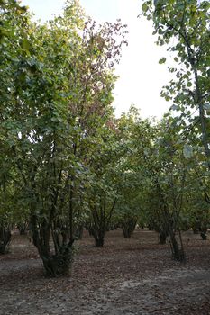 Field of hazelnuts at la Morra, Piedmont - Italy