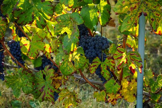 Vineyards waiting for harvest