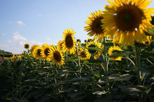 Field of sunflowers near Lucca, Tuscany - Italy