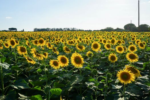 Field of sunflowers near Lucca, Tuscany - Italy