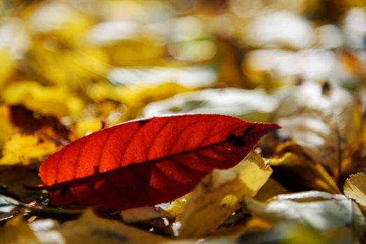 Red peach leaf on yellow autumn background