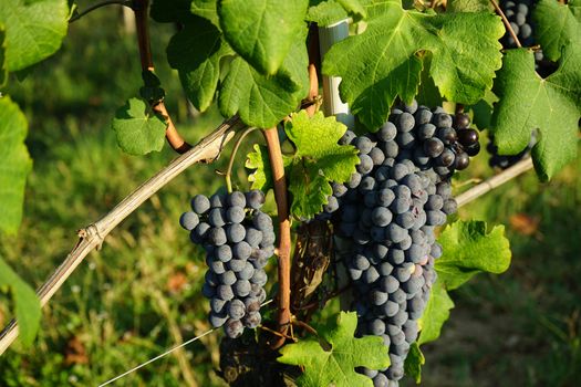 Vineyards in Barolo, Piedmont - Italy