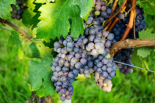 Vineyards in Barolo, Piedmont - Italy