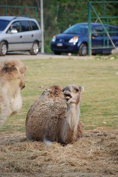 A quiet dromedary in a park in northern Italy