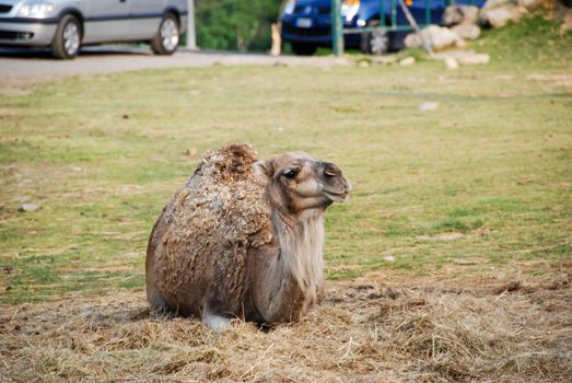 A quiet dromedary in a park in northern Italy