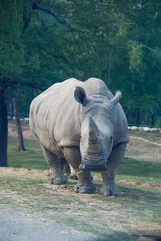 A Rhinoceros in a parck of the north of Italy