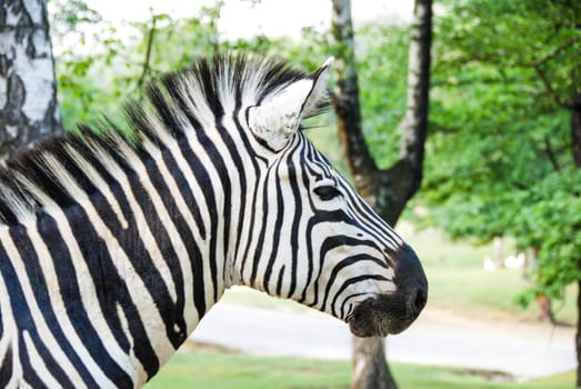 Profile of a zebra in a park