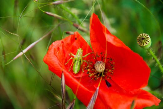 In a green meadow a red pavar