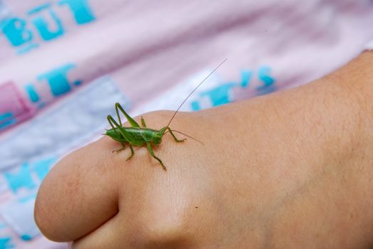 A hand with a green quite cricket