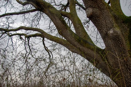 The monumental big Oak near Farigliano, Piedmont, Italy