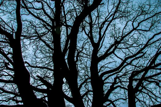 The monumental big Oak near Farigliano, Piedmont, Italy