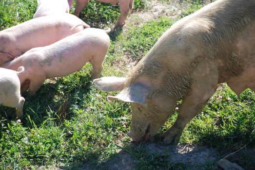 Some piglets run in a meadow