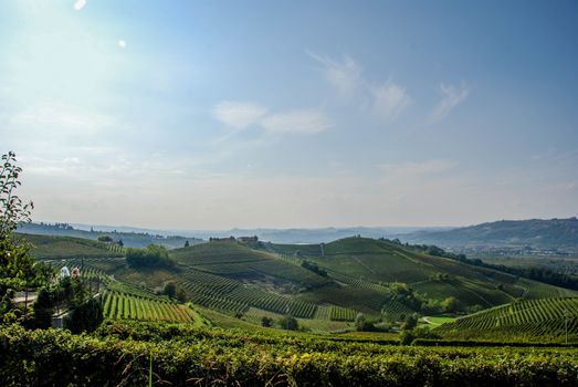 Vineyard of Barbaresco, Piedmont - Italy