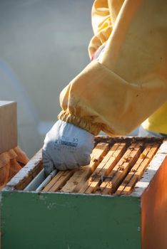 A beekeeper controls the honeys with bees