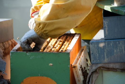 A beekeeper controls the honeys with bees