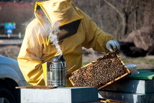 A beekeeper controls the honeys with bees