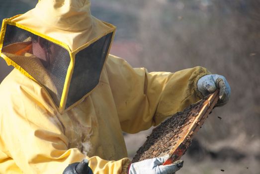 A beekeeper controls the honeys with bees
