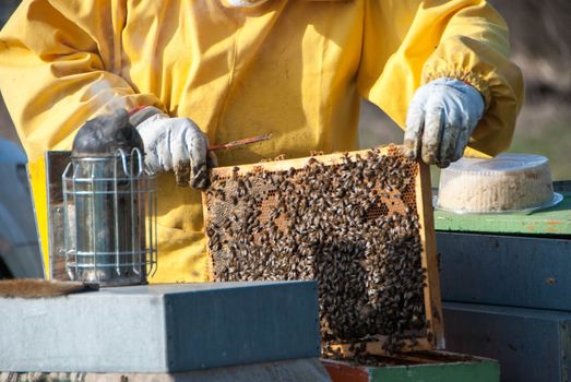 A beekeeper controls the honeys with bees