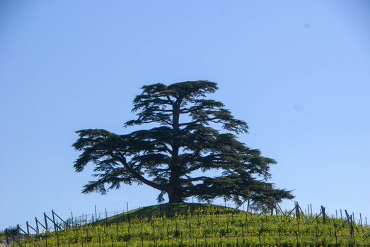 Cedar on the hill, La Morra, Piedmont - Italy