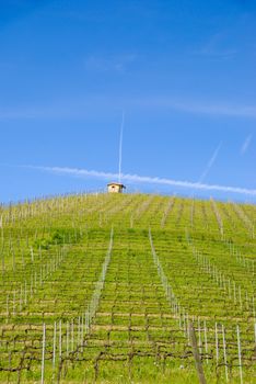 View of the Langhe vineyards, Piedmont - Italy