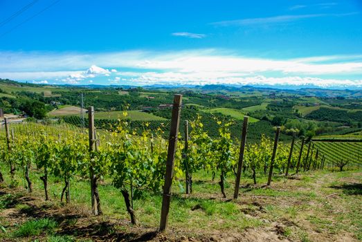 View of Langhe hills with vineyards and the Alps mountains in the background, Piedmont - Italy