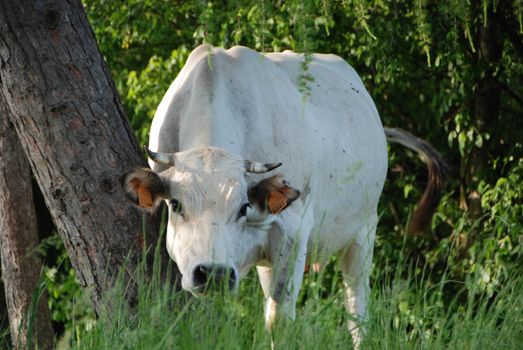 Cows grazing near Montezemolo, Piedmont - Italy